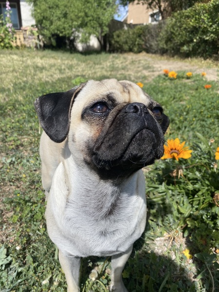 Entry image for Penny. Clicking this image will show a larger photo