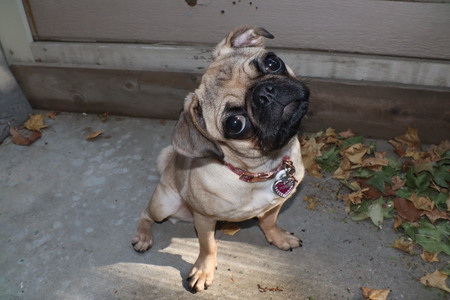 Entry image for Poppi. Clicking this image will show a larger photo