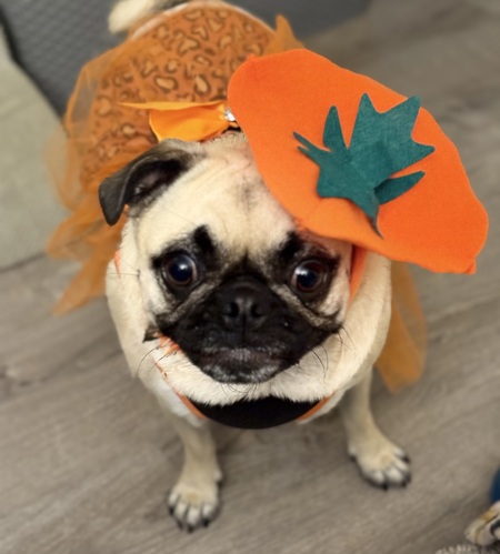 Entry image for Dolly . Clicking this image will show a larger photo