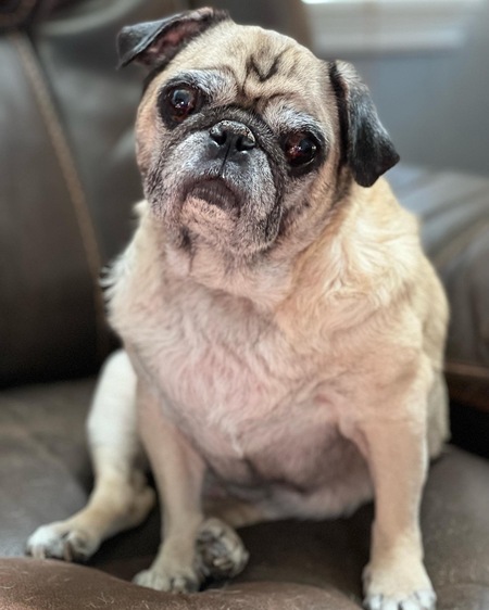 Entry image for Gus. Clicking this image will show a larger photo