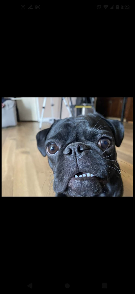 Entry image for Douglas . Clicking this image will show a larger photo