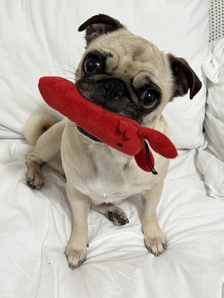 Entry image for Lemon. Clicking this image will show a larger photo