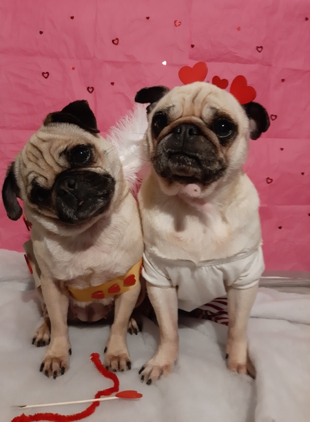 Entry image for Lotta and Frieda. Clicking this image will show a larger photo