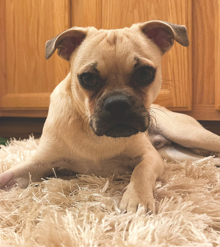 Entry image for Atticus. Clicking this image will show a larger photo