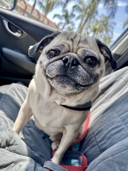 Entry image for Yoshi. Clicking this image will show a larger photo