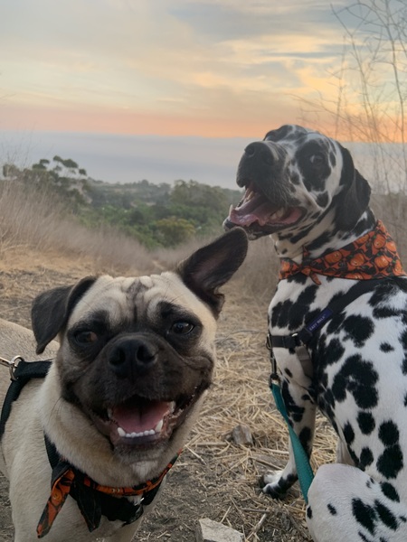 Entry image for Lamb (&Benny the Dalmatian). Clicking this image will show a larger photo