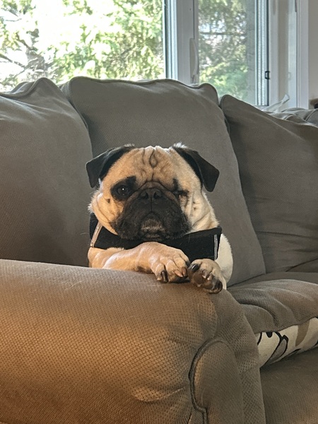 Entry image for Giff. Clicking this image will show a larger photo