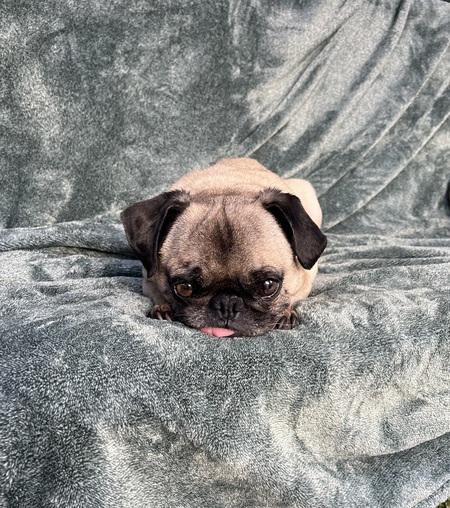 Entry image for Toby. Clicking this image will show a larger photo