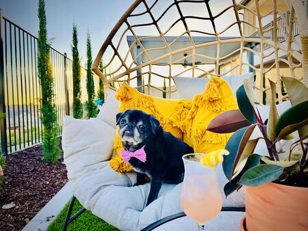 Entry image for Paisley. Clicking this image will show a larger photo