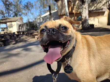 Entry image for Sweet James. Clicking this image will show a larger photo