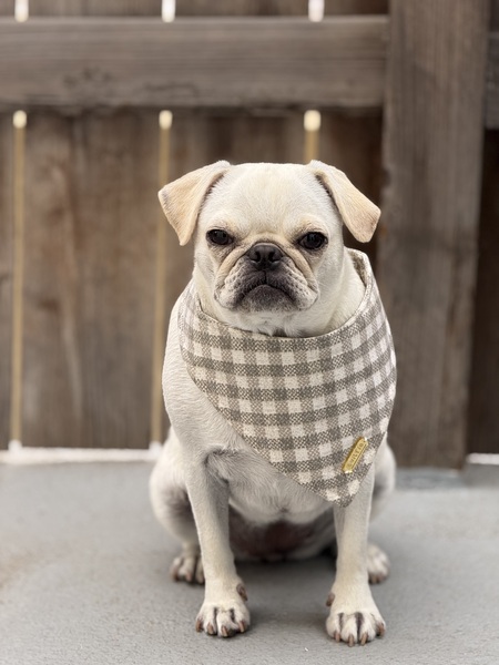 Entry image for Billie bean. Clicking this image will show a larger photo