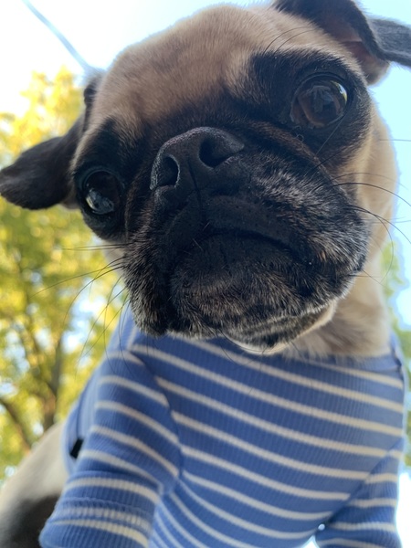 Entry image for LOUIS! . Clicking this image will show a larger photo