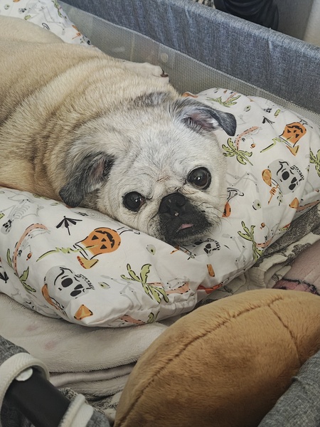 Entry image for Bella Shagena . Clicking this image will show a larger photo