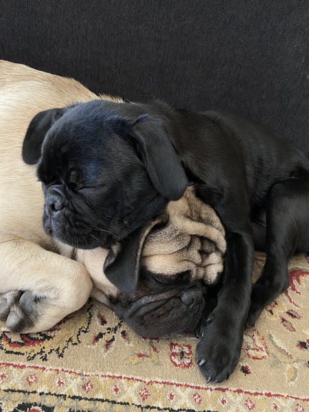 Entry image for captain fries & yumi. Clicking this image will show a larger photo