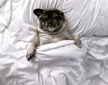 Entry image for Frida. Clicking this image will show a larger photo