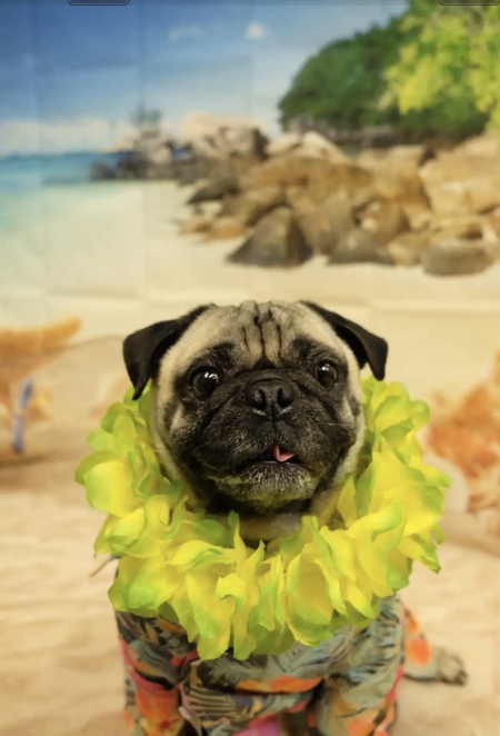 Entry image for Remy. Clicking this image will show a larger photo