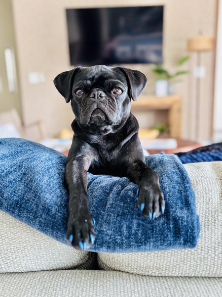 Entry image for Jimmy Hendrix. Clicking this image will show a larger photo