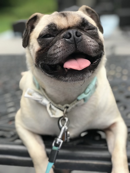 Entry image for Rose. Clicking this image will show a larger photo