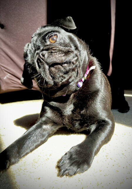 Entry image for Adlee Marie. Clicking this image will show a larger photo