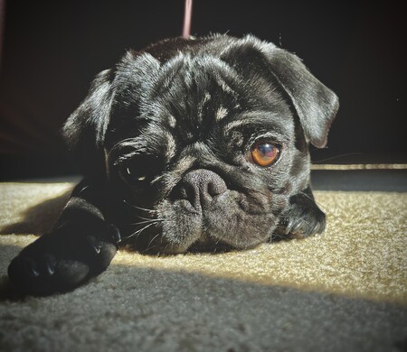 Entry image for Adlee Marie. Clicking this image will show a larger photo