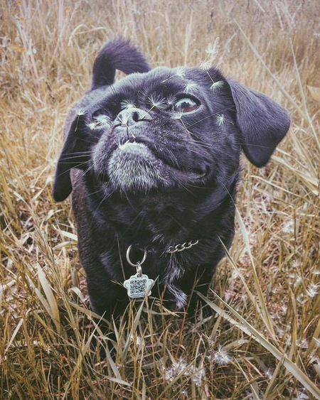 Entry image for Raven. Clicking this image will show a larger photo