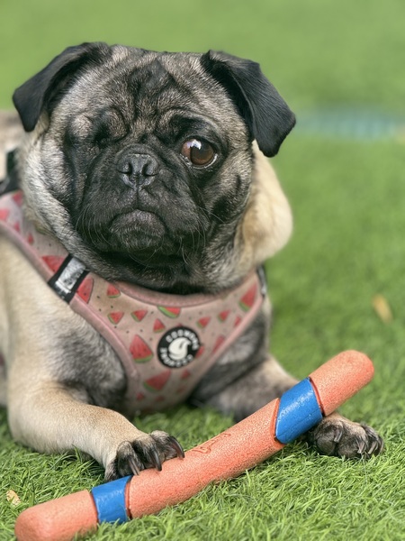 Entry image for Ripley . Clicking this image will show a larger photo