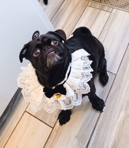 Entry image for Toshi. Clicking this image will show a larger photo