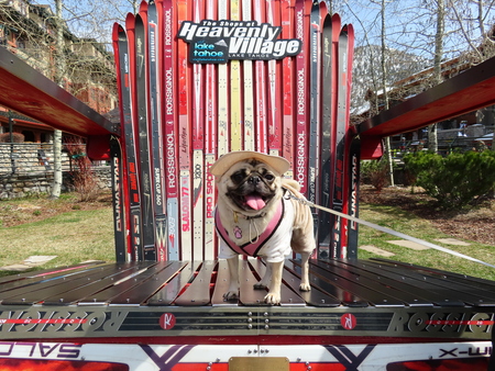 Entry image for Chewy. Clicking this image will show a larger photo