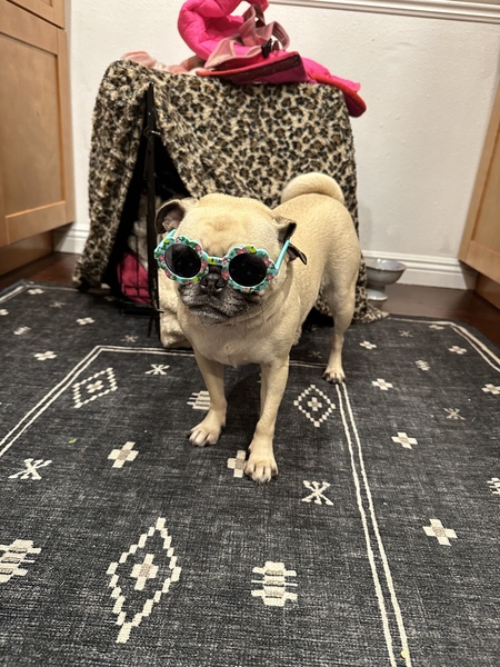 Entry image for Winnie. Clicking this image will show a larger photo