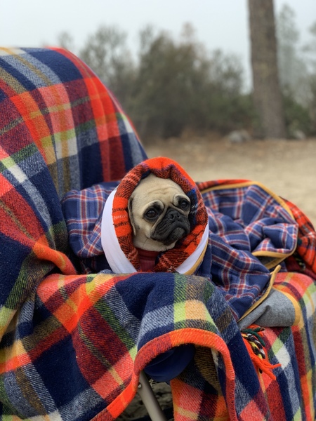 Entry image for Winnie. Clicking this image will show a larger photo