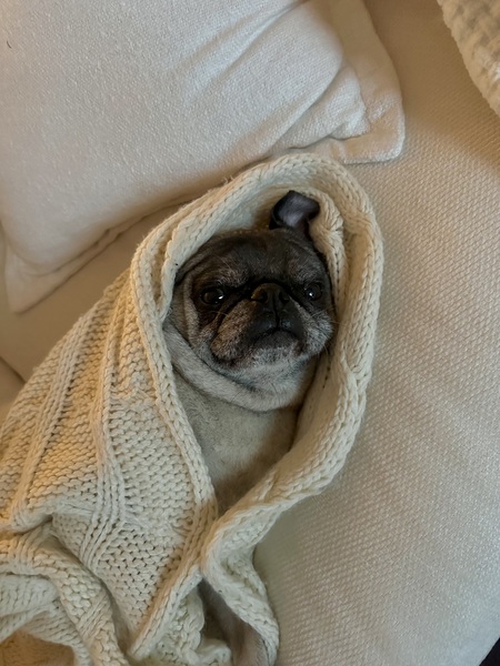 Entry image for Pudge . Clicking this image will show a larger photo