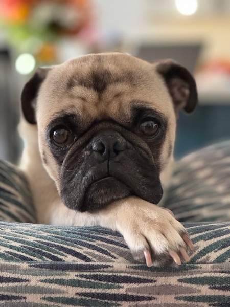 Entry image for Dudley. Clicking this image will show a larger photo