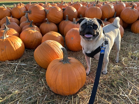 Entry image for Cheddar. Clicking this image will show a larger photo