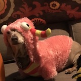 Entry image for Piggy