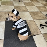 Entry image for Bandit