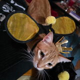 Entry image for Lucy Purr