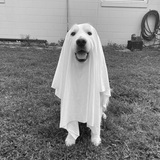 Entry image for Casper
