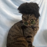 Entry image for Bilbo Baggins (as Elvis)