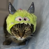 Entry image for Bilbo Baggins (a monster!)