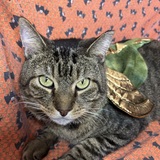 Entry image for Bilbo Baggins (as Smaug)