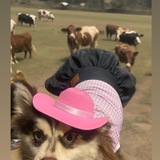 Entry image for Whimsy