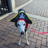 Entry image for Alister