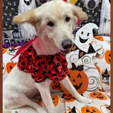 Entry image for Lady