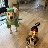 Entry image for Maui and Bo