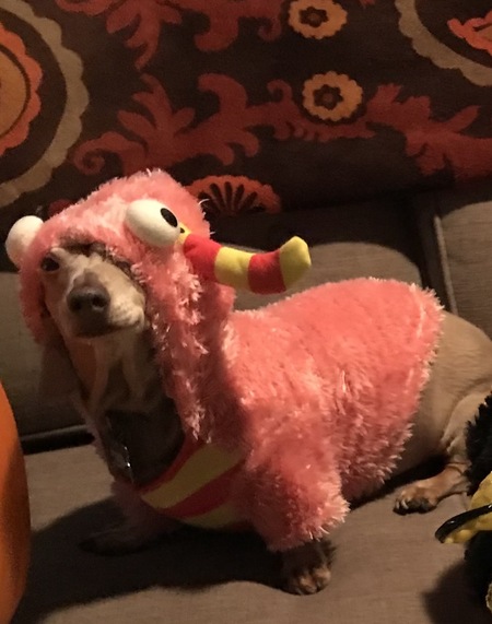 Entry image for Piggy. Clicking this image will show a larger photo