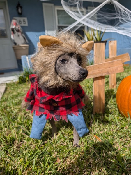 Entry image for Meeko. Clicking this image will show a larger photo