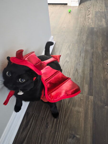 Entry image for Nibbler. Clicking this image will show a larger photo