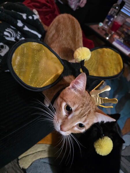 Entry image for Lucy Purr. Clicking this image will show a larger photo