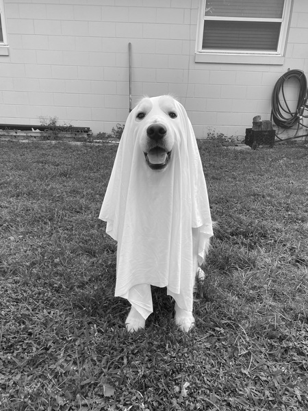 Entry image for Casper. Clicking this image will show a larger photo