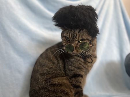 Entry image for Bilbo Baggins (as Elvis). Clicking this image will show a larger photo